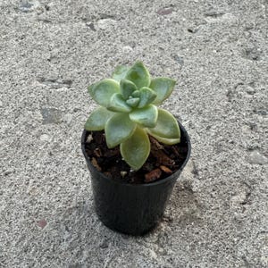 Puede incluir: Una pequeña planta suculenta en una maceta de plástico negro. La planta tiene hojas de color verde pálido dispuestas en forma de roseta. La maceta contiene tierra oscura y astillas de madera. El fondo es una superficie de hormigón gris.