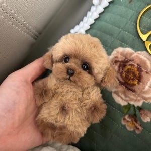 May include: A small, plush toy dog in shades of brown. The toy has a fluffy texture, dark eyes, and small, rounded ears. It is held in a hand, with a green floral patterned background.