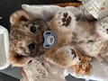 Realistic Lion King cub plush toy, Lion King