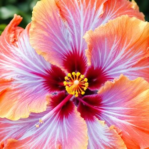 20 Orange Red Hibiscus Seeds Perennial Flower Seeds Tropical Red Orange Blooms Exotic Garden Flowering Plant