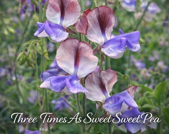 50 Three Times As Sweet Sweet Pea Seeds, Fragrant Climbing Flowers, Lathyrus odoratus Vine