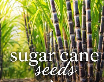 150 Sugar Cane Seeds (Saccharum officinarum) – Tropical Grass for Sweetener, Syrup
