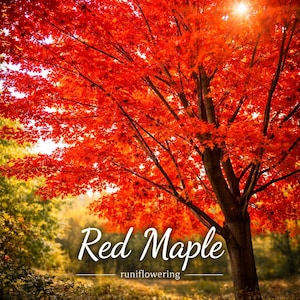May include: A vibrant red maple tree with lush foliage, bathed in sunlight. The image features the text "Red Maple" and "runiflowering" in a cursive font, set against a backdrop of a blurred forest.