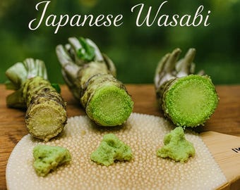 Japanese Wasabi Root Rhizome 5 Seeds: Heirloom Wasabia Japonica
