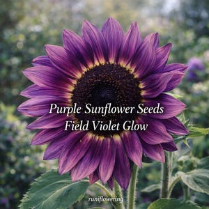 May include: A close-up of a purple sunflower with a dark center and yellow accents. The petals are a deep purple, with the text "Purple Sunflower Seeds Field Violet Glow" overlaid on the image. Green leaves are visible.