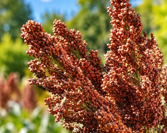 Graines de sorgho sucré à égoutter, graminée ornementale ancienne, culture de saison chaude tolérante à la sécheresse (200 graines)