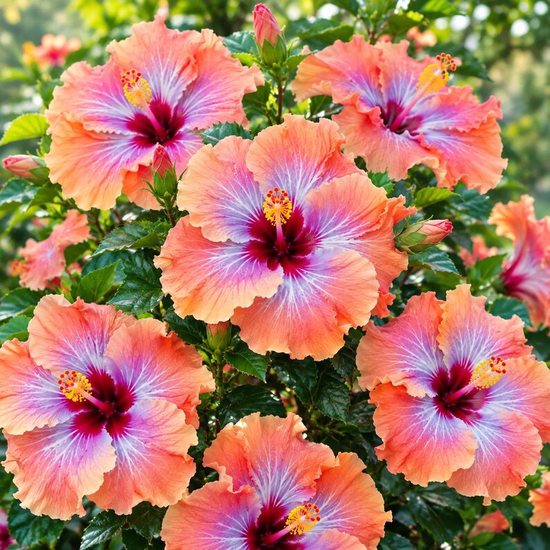 20 Orange Red Hibiscus Seeds Perennial Flower Seeds Tropical Red Orange Blooms Exotic Garden Flowering Plant