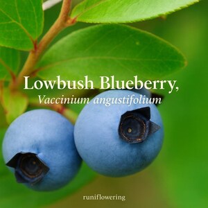 May include: Close-up of two ripe lowbush blueberries with dark blue-purple skin and a star-shaped crown, attached to a green stem with leaves. The text "Lowbush Blueberry, Vaccinium angustifolium" is displayed above the berries.