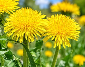 2 000 graines de pissenlit, Taraxacum officinale, pour la plantation de prairies fleuries