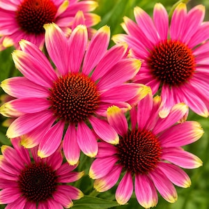 May include: A cluster of vibrant echinacea flowers featuring bright pink petals with yellow tips and prominent, dark reddish-brown, cone-shaped centers. The flowers are arranged in a dense group, showcasing their textured, spiky central discs.