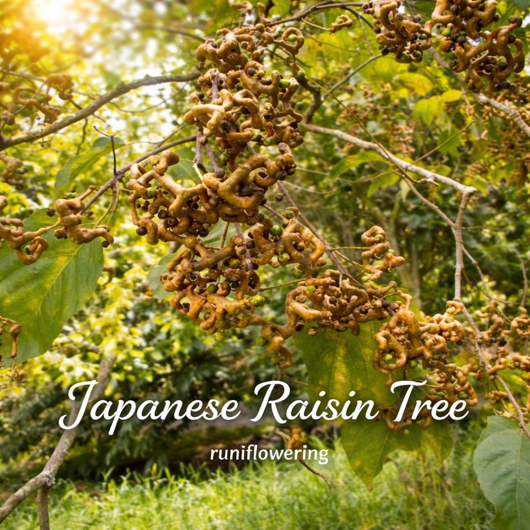 Japanese Raisin Tree, Hovenia Dulcis Edible Fruit (20 Seeds) - Etsy