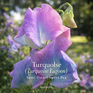 May include: Close-up of a cluster of sweet pea flowers in shades of purple, pink, and blue. The text "Turquolse (Turquoise Lagoon) Semi-Dwarf Sweet Pea" is visible. The flowers have delicate, ruffled petals.