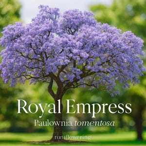 May include: A mature Royal Empress tree with vibrant purple flowers. The tree's trunk is brown, and the foliage is a dense canopy of lavender blooms. The text "Royal Empress" and the scientific name are displayed on the image.