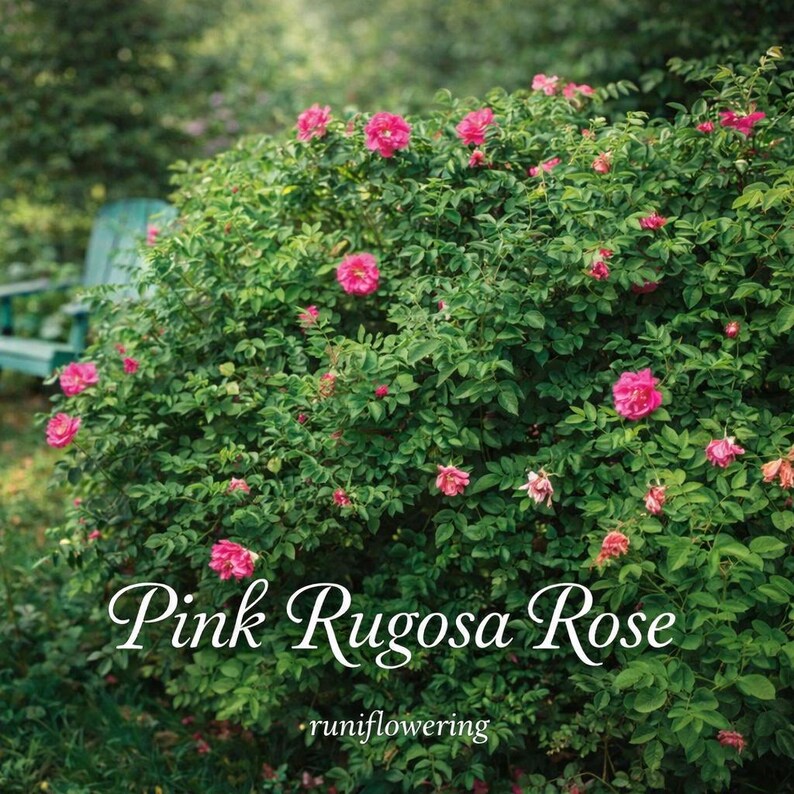 Fragrant Rugosa Roses 10 Pink Rugosa Rose Seeds, Fragrant Pink Blooms, Hardy Perennial Flower ...