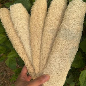 1 Stück Natürlicher ganzer Luffa-Schwamm - Bio-Badepeeling, umweltfreundlicher Wäscher (23-35 cm)