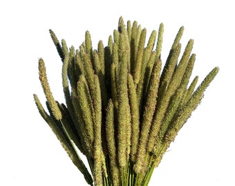 150 Timothy Hay Heads -- Small Treat for Small Pets