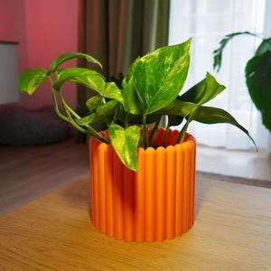 Könnte beinhalten: Ein orangefarbener Blumentopf mit geripptem Design, der eine grüne Pflanze mit gelben Markierungen enthält. Der Topf steht auf einem Holztisch. Die Pflanze hat mehrere Blätter und Stängel. Der Hintergrund zeigt ein Fenster und Vorhänge.