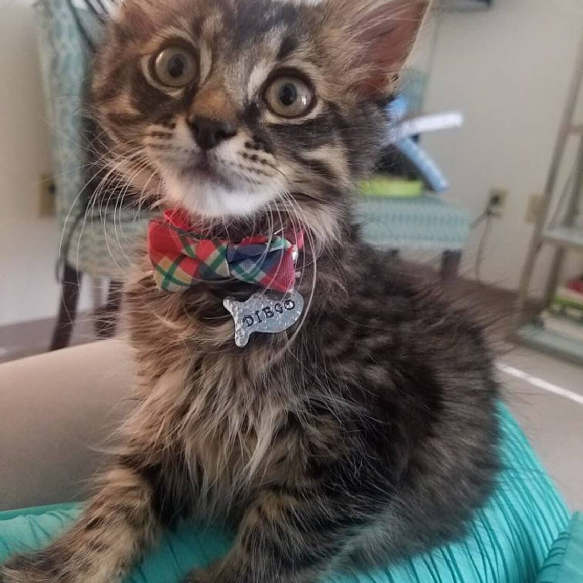 Cat ID Tag Cat Name Tag Unique Pet ID Tag Custom Cat Tag Etsy