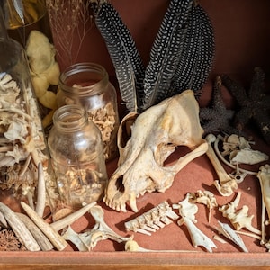 May include: A collection of natural elements, including a skull, bones, feathers, and dried starfish, arranged in a wooden box. Several glass jars contain additional dried specimens. The color palette is earthy, with browns, tans, and blacks.