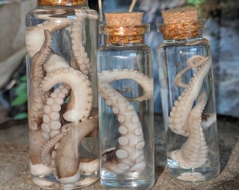 Wet Specimen Tentacle – Preserved Tentacle Display – Gothic Curio Bottle – Marine Oddity Decor