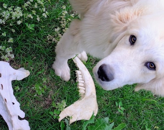 Odin's Choice Oddity Mystery Box - Beetle Cleaned Box