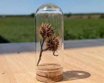 Mini Glass Dome Specimen | Natural Botanical Oddity | Curiosity Display | Small Nature Decor