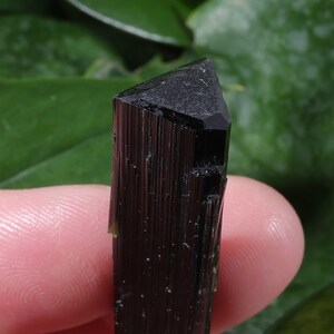Pu&ograve; includere: Un singolo cristallo di tormalina nera allungato caratterizzato da una punta triangolare distinta. La superficie del minerale presenta striature verticali lungo la sua lunghezza, con un colore nero opaco profondo e una lucentezza vitrea.