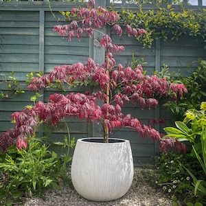 May include: A Japanese maple tree with striking red leaves in a white, textured, egg-shaped planter. The tree is set against a weathered, light blue wooden fence and surrounded by lush green foliage and small pebbles.