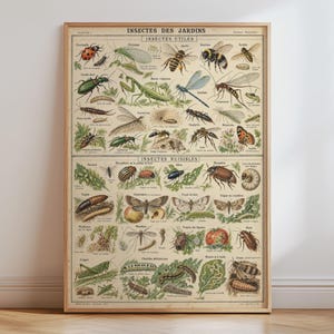 May include: A vintage-style educational poster titled INSECTES DES JARDINS featuring detailed illustrations of various insects categorised into INSECTES UTILES and INSECTES NUISIBLES, with each specimen labelled in French on a cream-coloured background.