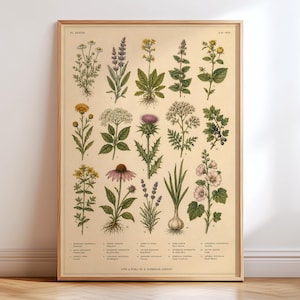 Vintage Botanical Chart Poster, Antique Wildflower Illustration, Victorian Flower Study, Natural History Wall Art, Botanical Plate