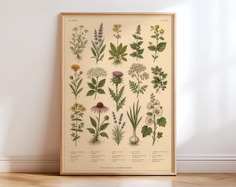 May include: A framed botanical print on a light beige background featuring fifteen detailed illustrations of various herbs and flowers arranged in a grid. Each plant is labeled with small text, and the bottom includes a legend with scientific names.
