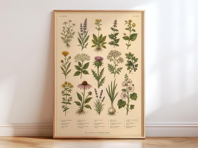 Vintage Botanical Chart Poster, Antique Wildflower Illustration, Victorian Flower Study, Natural History Wall Art, Botanical Plate