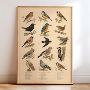 Vintage British Birds Wall Art Print, Antique Ornithology Poster, Natural History Artwork