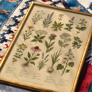 May include: A framed botanical print featuring fifteen detailed illustrations of various herbs and flowers with their scientific names listed below. The artwork is encased in a thin gold frame and displays plants like chamomile, lavender, and garlic.