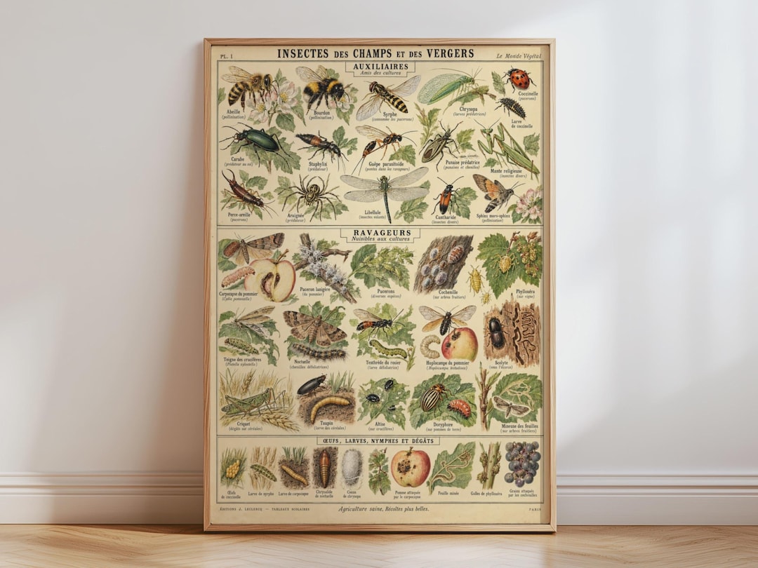 French Vintage Insect Chart Poster, Garden Bug Art Print, Botanical ...