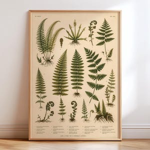 Vintage Fern Chart Poster, Botanical Illustration Wall Art, Antique Fern Print, Natural History Artwork, Victorian Plant Study Poster
