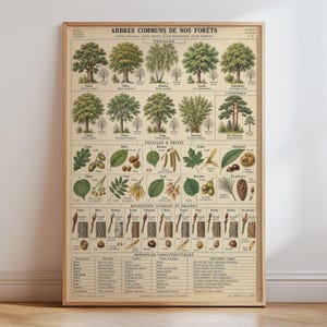 Könnte beinhalten: Ein gerahmtes Lehrplakat mit dem Titel ARBRES COMMUNS DE NOS FORÊTS, das detaillierte botanische Illustrationen verschiedener Bäume, deren Blätter, Früchte, Knospen und Rinden zeigt, angeordnet in Reihen mit französischen Textbeschriftungen.