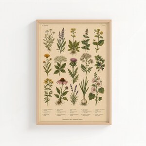 May include: A framed botanical print on a light beige background featuring fifteen detailed illustrations of various herbs and flowers arranged in a grid, each labeled with small text at the bottom of the print in a light wooden frame.