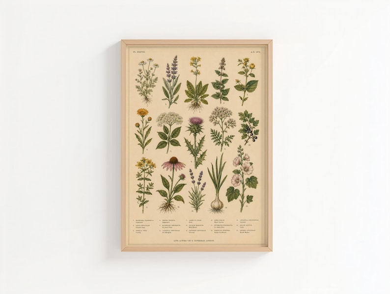 May include: A framed botanical print on a light beige background featuring fifteen detailed illustrations of various herbs and flowers arranged in a grid, each labeled with small text at the bottom of the print in a light wooden frame.