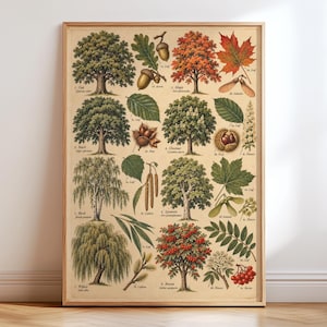 May include: A botanical wall art print on a cream background featuring detailed illustrations of various trees including oak, maple, birch, chestnut, and rowan. Each tree is labelled with its name and accompanied by its specific leaves, fruits, and flowers.