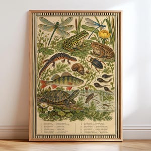 Op de afbeelding: Een ingelijste educatieve poster in vintage-stijl met gedetailleerde illustraties van het vijverleven, waaronder een libel, kikker, pad, watersalamander, slak, kever, vis, schildpad en kikkervisjes, met een genummerde legenda onderaan.