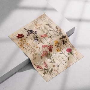 Vintage Herbarium-Wildblumendruck, Botanische Tafelkunst, Naturgeschichtliches Blumenposter Bild 5