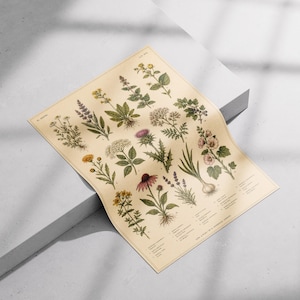 May include: A rectangular botanical print on cream-colored paper featuring detailed illustrations of various herbs and flowers. The artwork displays multiple plant species with green leaves and colorful blossoms, accompanied by small text labels.
