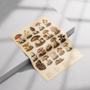 May include: A rectangular poster featuring a detailed botanical illustration of various mushroom species in shades of red, brown, yellow, and grey. The print includes scientific labels and text in the bottom right corner on a cream-colored background.
