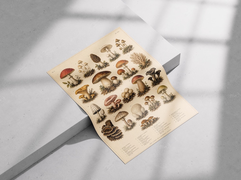 May include: A rectangular poster featuring a detailed botanical illustration of various mushroom species in shades of red, brown, yellow, and grey. The print includes scientific labels and text in the bottom right corner on a cream-colored background.