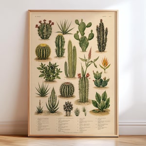 May include: A botanical wall art print featuring a collection of various cacti and succulents in shades of green, yellow, and red against a cream background. The illustration includes detailed drawings of different plant species with text labels.