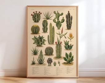 Vintage Cactus Botanical Illustration Print, Antique Natural History Artwork