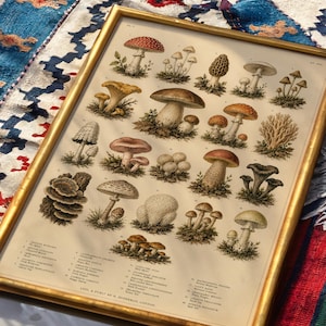 May include: A framed vintage-style botanical print featuring a detailed collection of various mushroom species in earthy tones of brown, red, and white. The illustration includes scientific labels and text at the bottom, all encased in a gold frame.