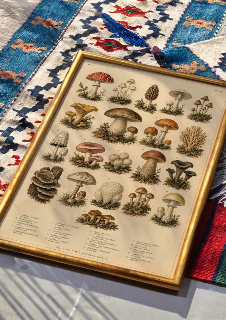 May include: A framed vintage-style botanical print featuring a detailed collection of various mushroom species in earthy tones of brown, red, and white. The illustration includes scientific labels and text at the bottom, all encased in a gold frame.