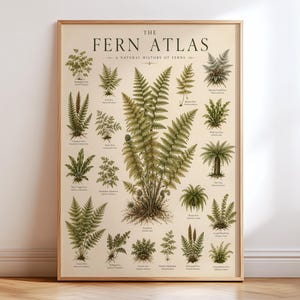 May include: A vertical poster titled The Fern Atlas: A Natural History of Ferns, featuring a large central fern illustration surrounded by smaller, detailed botanical drawings of various fern species in shades of green on a cream background.